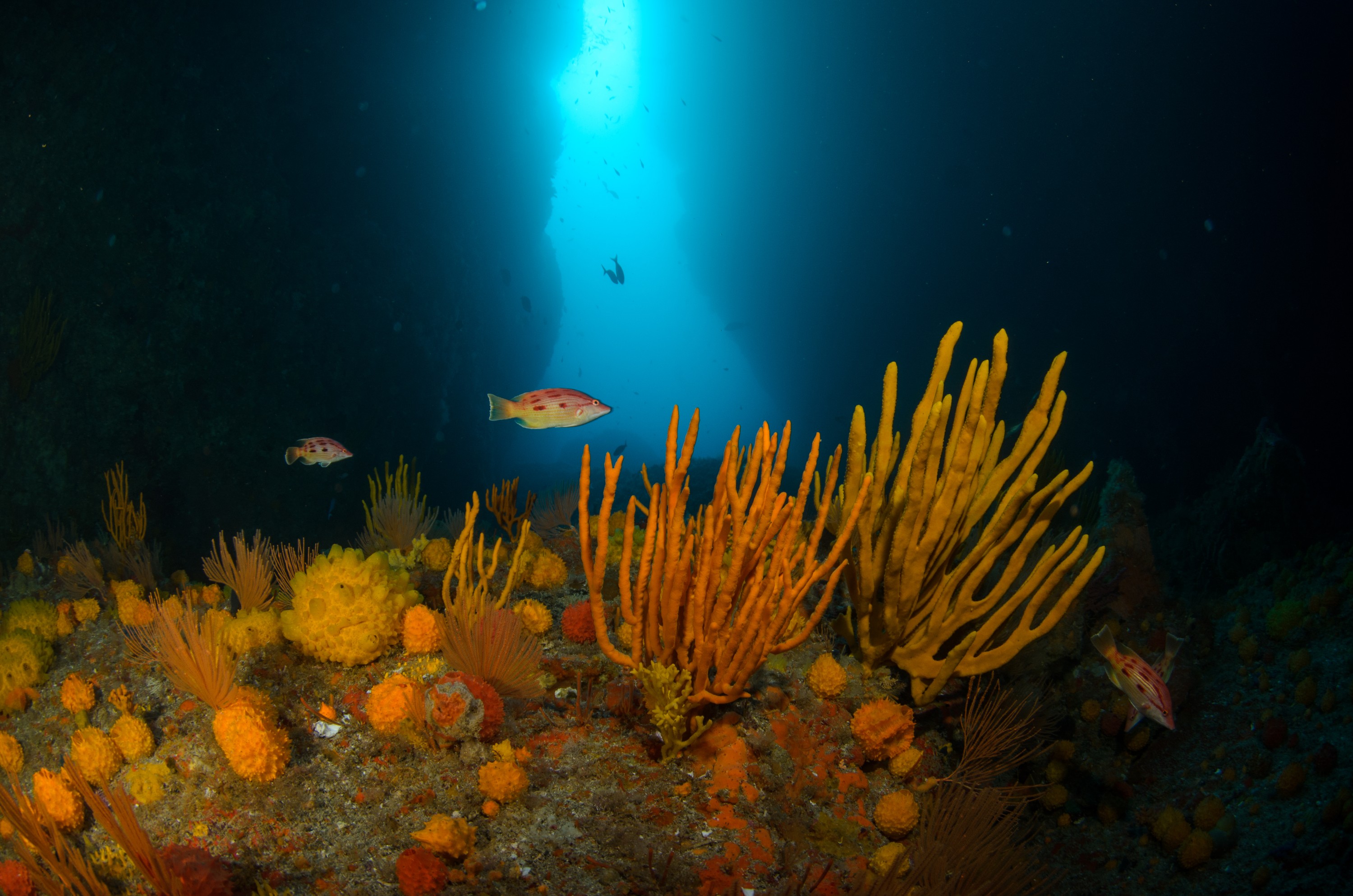 DSC_7633 – Bodianus, Crispin, PKI010916, arch, deep, gardens, knights, marine, new, northern, nz, pigfish, poor, primnoides, red, reef, reserve, sponge, unimaculatus, zealand
